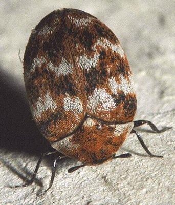 Carpet Beetles