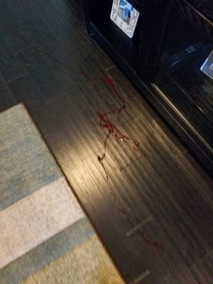 Dog bleeding