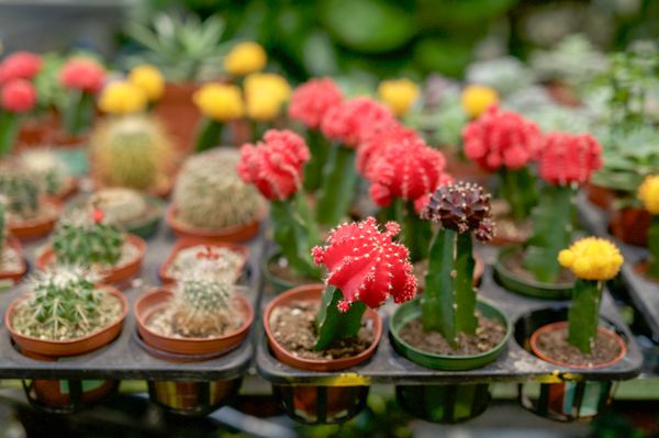 We have a wide variety of cacti.