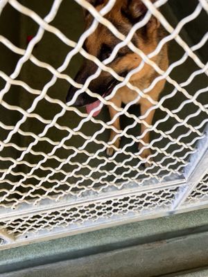 Charles at Castaic Animal Shelter