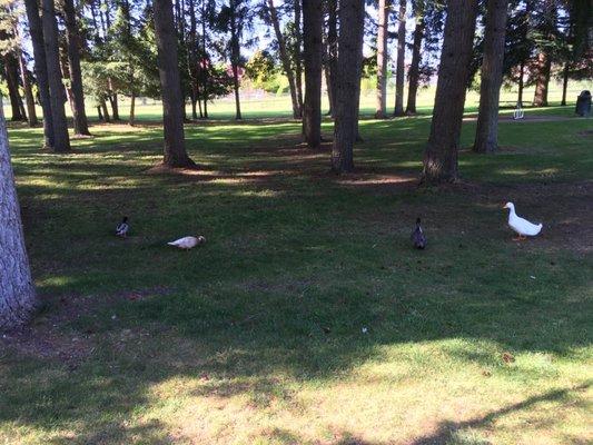 Ducks wandering off the path.