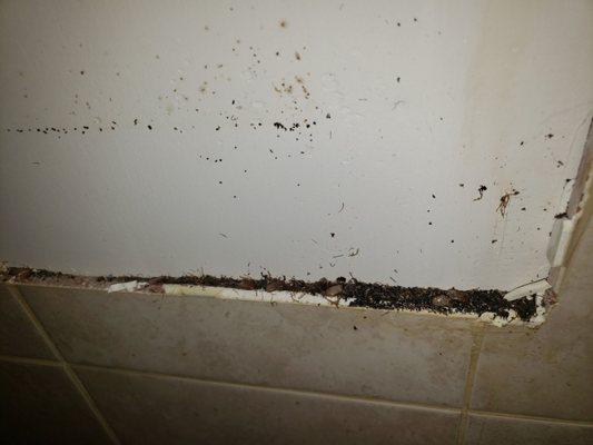 body parts of dead roaches. kitchen.