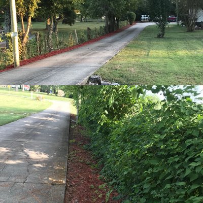 Before and after cleaning out this fence row and putting in mulch