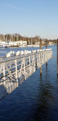 Harbor Island Park