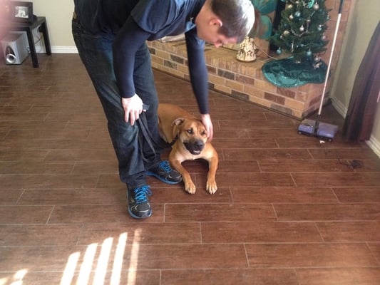 JJ, a handsome 2-year-old Great Dane mix, is full of energy! Here he is getting some positive reinforcement from his owner