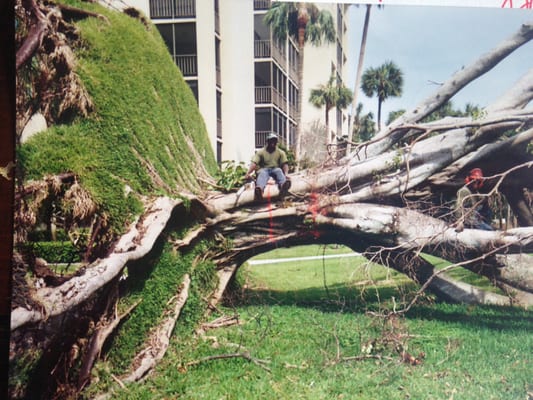 TREE REMOVAL & STUMP GRINDING