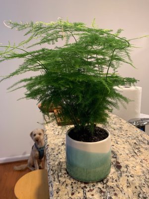 Asparagus fern