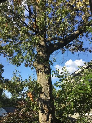 Dead oak tree