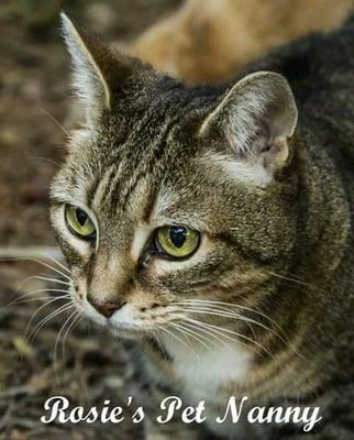 April White's (pet nanny) cat Maggie.