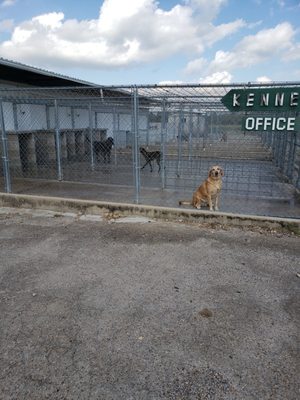 View of private indoor outdoor 30 ft runs, 6ft tall chain link. Dogs can go in and out 24 hrs a day