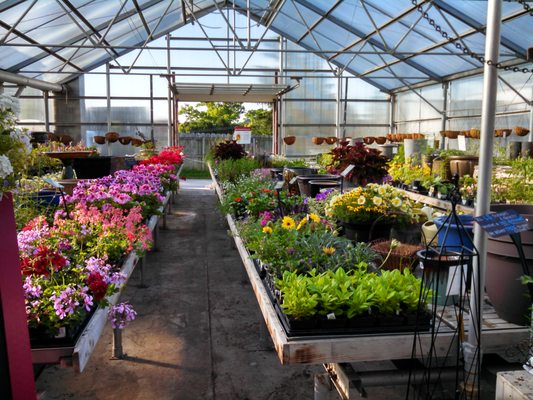 Spring blooms at our greenhouse