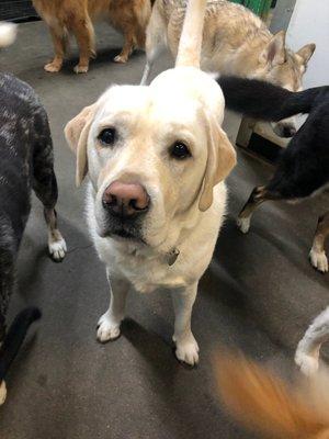 Doggy daycare at The Dog Resort.