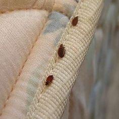 EZ Bed Bug Exterminator NYC