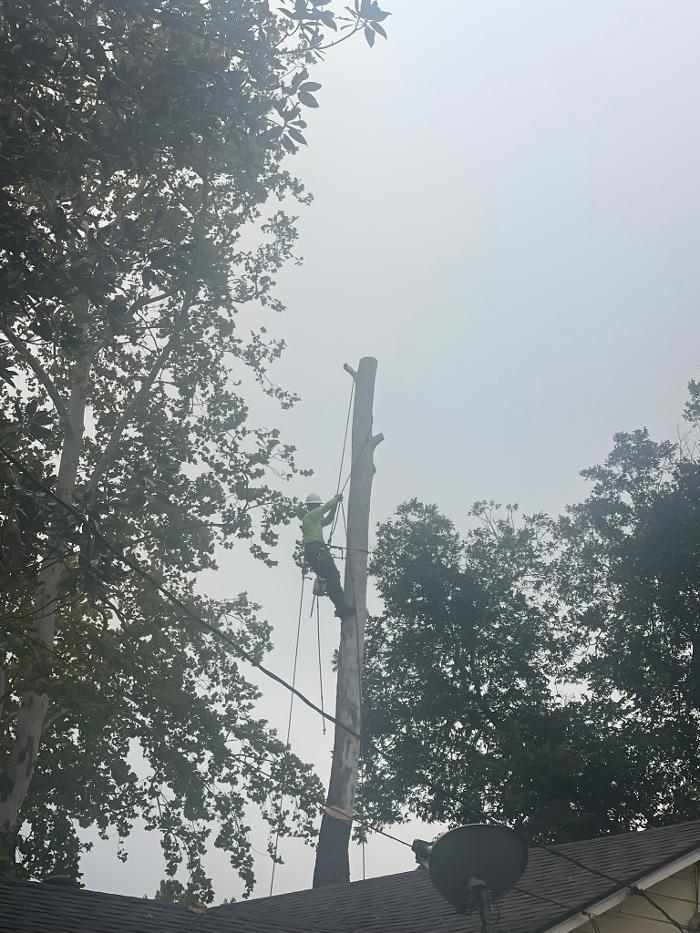 Joe's Tree Care