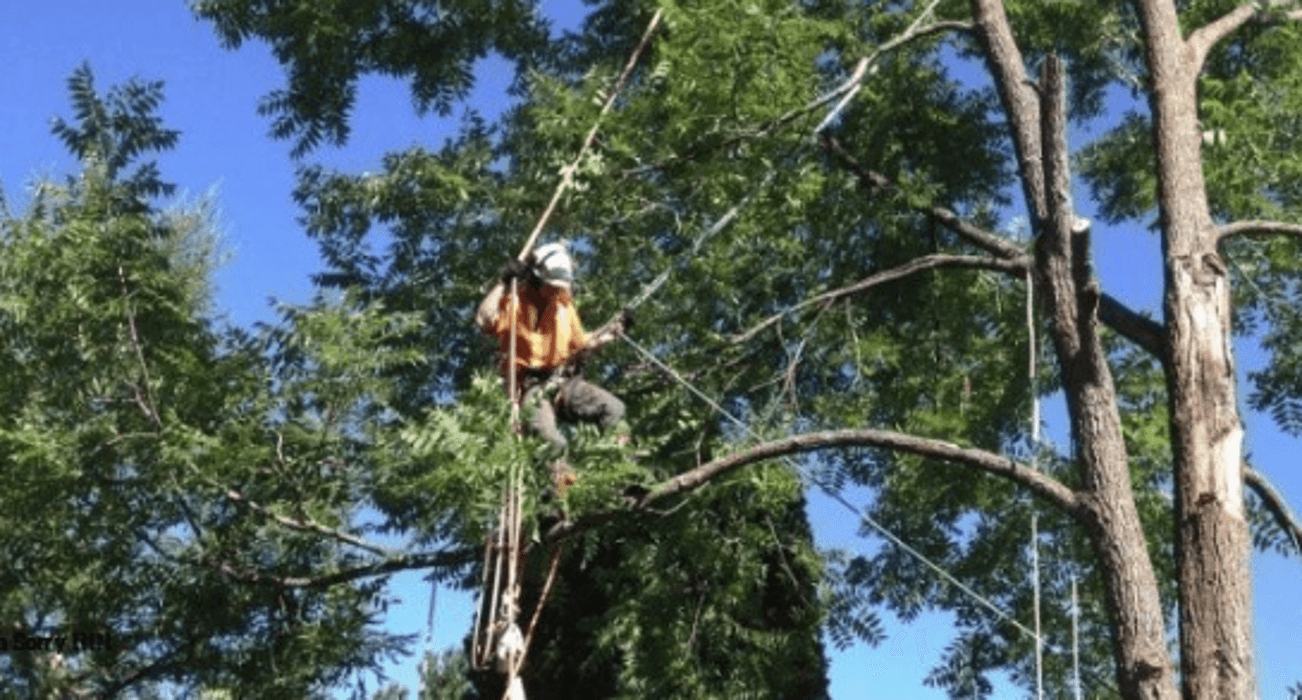 Beaver Tree Care